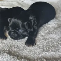 Black tan boy, a male Brussels Griffon for sale in Gurley, AL – 3 of 3