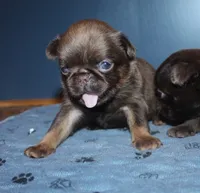 Choc tan F, a female Brussels Griffon for sale in Gurley, AL – 2 of 3