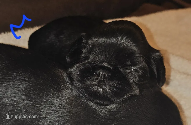 Black tan boy – Brussels Griffon puppy for sale in Gurley, AL