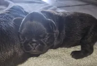 Choc tan girl, a female Brussels Griffon for sale in Gurley, AL – 3 of 5