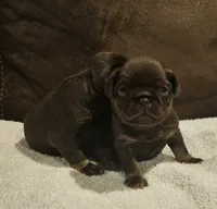 Choc tan girl, a female Brussels Griffon for sale in Gurley, AL – 4 of 5