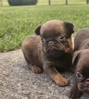 Choc Female, a female Brussels Griffon for sale in Gurley, AL – 6 of 9