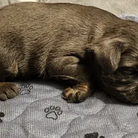 Blue boy, a male Brussels Griffon for sale in Gurley, AL – Photo 7 of 9