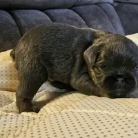 Blue boy, a male Brussels Griffon for sale in Gurley, AL – Photo 9 of 9