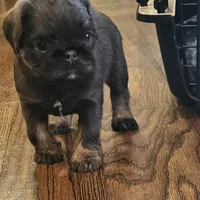Blue boy, a male Brussels Griffon for sale in Gurley, AL – Photo 2 of 9