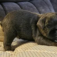 Blue boy, a male Brussels Griffon for sale in Gurley, AL – Photo 6 of 9