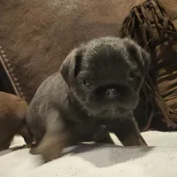 Blue boy, a male Brussels Griffon for sale in Gurley, AL – Photo 5 of 9