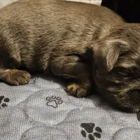 Blue boy, a male Brussels Griffon for sale in Gurley, AL – Photo 8 of 9