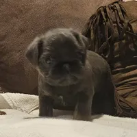 Blue boy, a male Brussels Griffon for sale in Gurley, AL – Photo 4 of 9