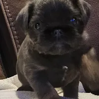Blue boy, a male Brussels Griffon for sale in Gurley, AL – Photo 3 of 9