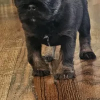 Blue boy, a male Brussels Griffon for sale in Gurley, AL – Photo 1 of 9