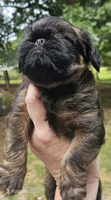 Sable – Brussels Griffon puppy for sale in Gurley, AL