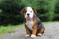 Lily, a female English Bulldog and Beagle for sale in Baltic, OH – 6 of 7