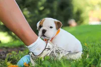 Banjo, a male English Bulldog and Beagle for sale in Baltic, OH – 3 of 9