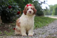 Rain, a female Miniature Bernedoodle for sale in Baltic, OH – 2 of 6