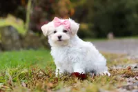 Jasmine, a female Maltipoo for sale in Baltic, OH – Photo 5 of 5