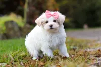 Jasmine, a female Maltipoo for sale in Baltic, OH – Photo 2 of 5