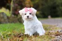 Jasmine, a female Maltipoo for sale in Baltic, OH – Photo 1 of 5