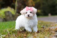 Jasmine, a female Maltipoo for sale in Baltic, OH – Photo 3 of 5