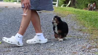 Lotus, a female Miniature Bernedoodle for sale in Baltic, OH – 7 of 7