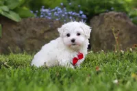 Cade, a male Maltese for sale in Baltic, OH – 3 of 5