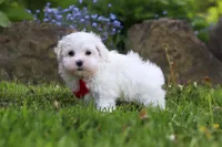 Cade, a male Maltese for sale in Baltic, OH – 2 of 5