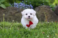 Cade, a male Maltese for sale in Baltic, OH – 5 of 5