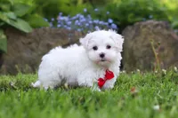 Cade, a male Maltese for sale in Baltic, OH – 1 of 5