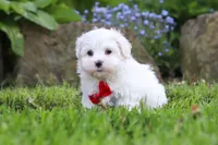Cade, a male Maltese for sale in Baltic, OH – 4 of 5