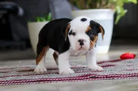 Charlie, a female English Bulldog and Beagle for sale in Baltic, OH – 3 of 5