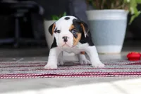 Charlie, a female English Bulldog and Beagle for sale in Baltic, OH – 4 of 5