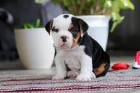 Charlie, a female English Bulldog and Beagle for sale in Baltic, OH – 1 of 5