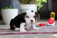 Charlie, a female English Bulldog and Beagle for sale in Baltic, OH – 2 of 5