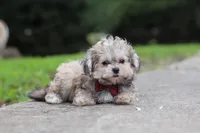 Isaiah, a male Maltipoo for sale in Baltic, OH – 4 of 5