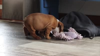 Bella, a female English Bulldog and Beagle for sale in Baltic, OH – 6 of 6