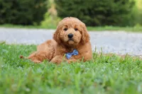 Theo, a male Goldendoodle for sale in Baltic, OH – 7 of 10