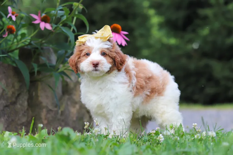 Rain – Miniature Bernedoodle puppy for sale in Baltic, OH