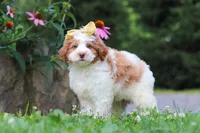 Rain, a female Miniature Bernedoodle for sale in Baltic, OH – 1 of 7