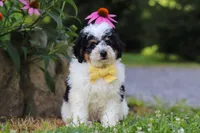 Tundra, a male Miniature Bernedoodle for sale in Baltic, OH – 5 of 9