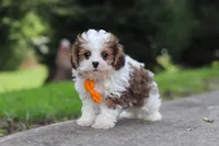 Benji, a male Maltipoo for sale in Baltic, OH – 2 of 6
