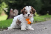Benji, a male Maltipoo for sale in Baltic, OH – 3 of 6
