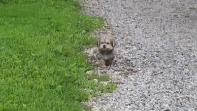 Isaiah, a male Maltipoo for sale in Baltic, OH – 5 of 5