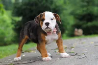 Lily, a female English Bulldog and Beagle for sale in Baltic, OH – 7 of 7