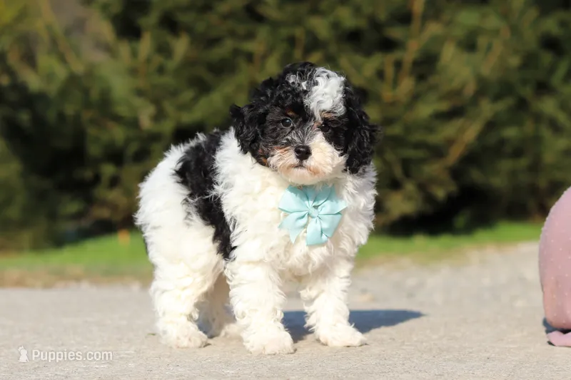 Chase – Poodle - Miniature  puppy for sale in Baltic, OH
