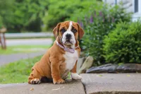 Lucy, a female English Bulldog and Beagle for sale in Baltic, OH – 5 of 6