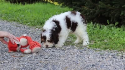 Mariella, a female Cavapoo for sale in Baltic, OH – 8 of 8