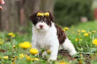 Avery, a female Yorkipoo for sale in Baltic, OH – Photo 8 of 10