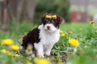 Avery, a female Yorkipoo for sale in Baltic, OH – Photo 2 of 10