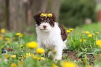 Avery, a female Yorkipoo for sale in Baltic, OH – Photo 4 of 10