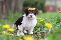 Avery, a female Yorkipoo for sale in Baltic, OH – Photo 10 of 10